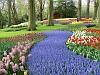 013 Hollandflowers1